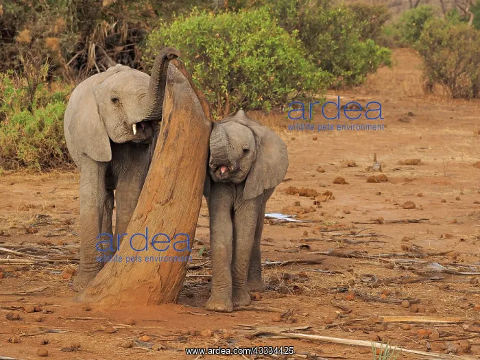 : 80199896 African Elephant - two calves together : 80199896 African Elephant - two calves together
