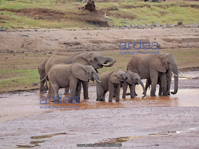 : 80199898 African Elephant - herd drinking in Uaso : 80199898 African Elephant - herd drinking in Uaso