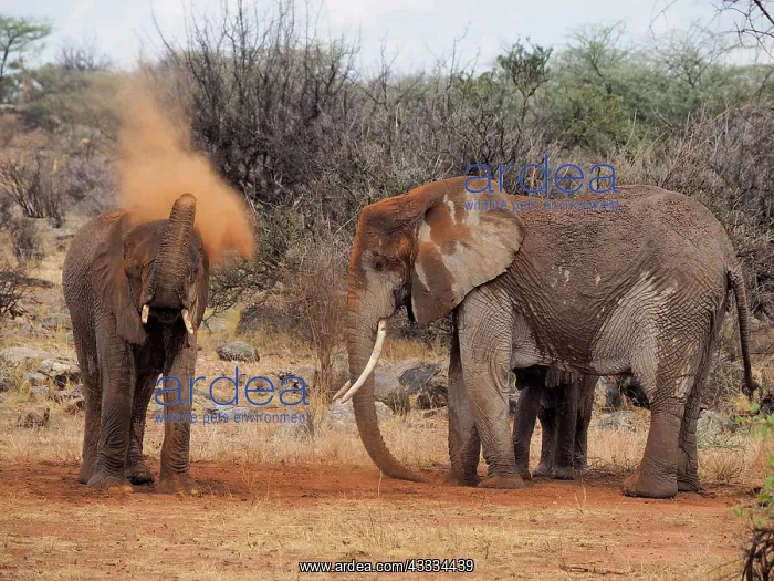 : 80199899 African Elephant - dusting himself with : 80199899 African Elephant - dusting himself with