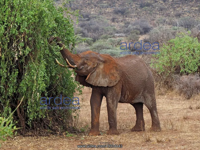 : 80199900 African Elephant - feeding on tree Samburu : 80199900 African Elephant - feeding on tree Samburu
