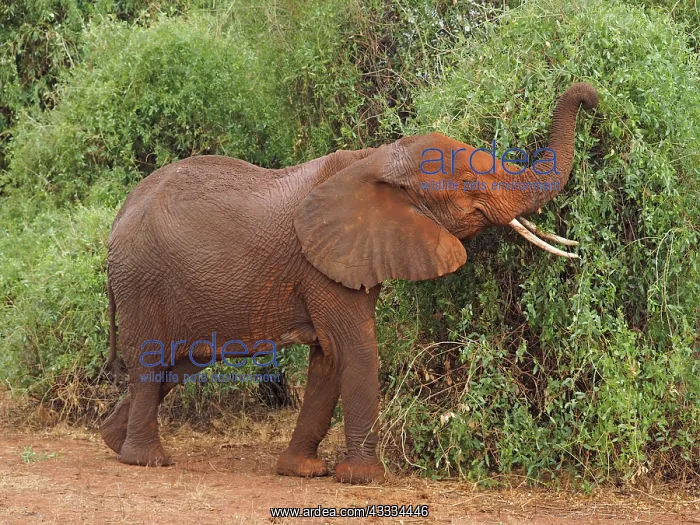  : 80199901 African Elephant - feeding on tree Samburu
