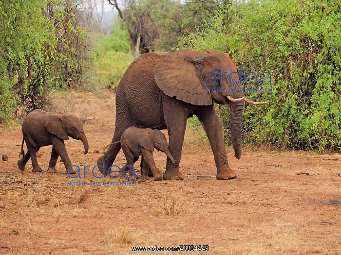 : 80199902 African Elephant - cow and calves walking : 80199902 African Elephant - cow and calves walking