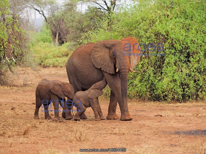 : 80199903 African Elephant - cow and calves walking : 80199903 African Elephant - cow and calves walking