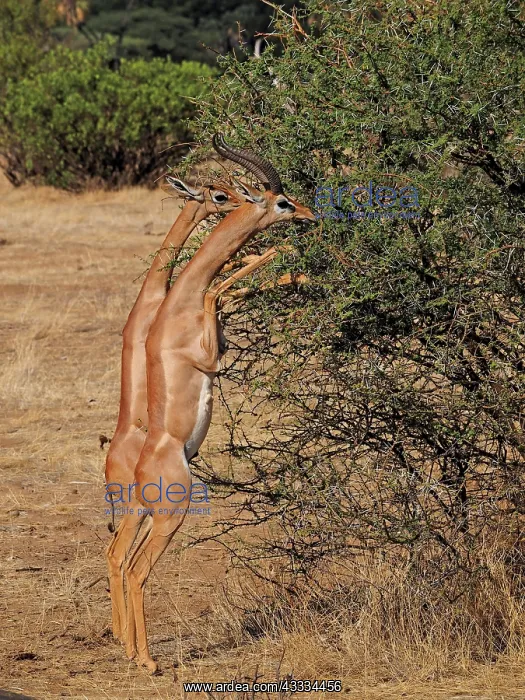 : 80199904 Gerenuk - male and female standing on hind : 80199904 Gerenuk - male and female standing on hind