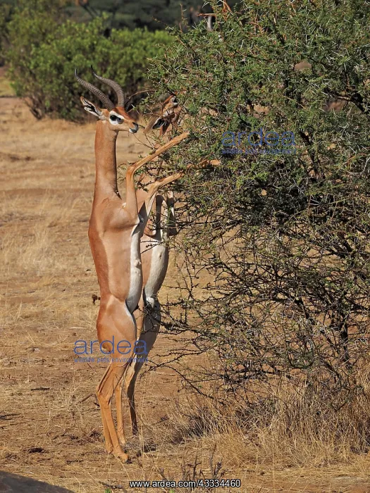 : 80199905 Gerenuk - male and female standing on hind : 80199905 Gerenuk - male and female standing on hind