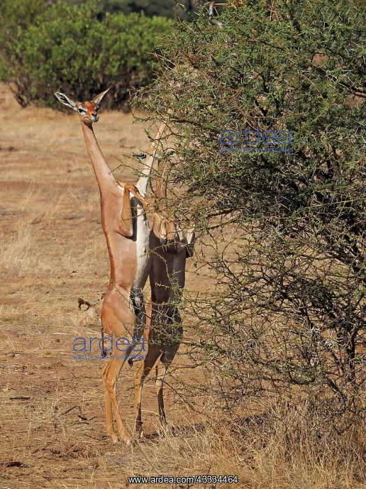  : 80199906 Gerenuk - female standing on hind legs