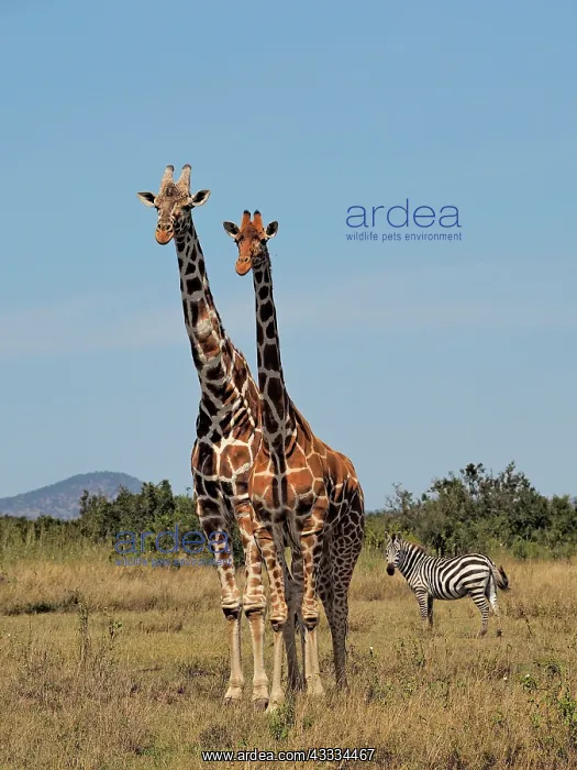: 80199907 Reticulated Giraffe - pair with Zebra in : 80199907 Reticulated Giraffe - pair with Zebra in
