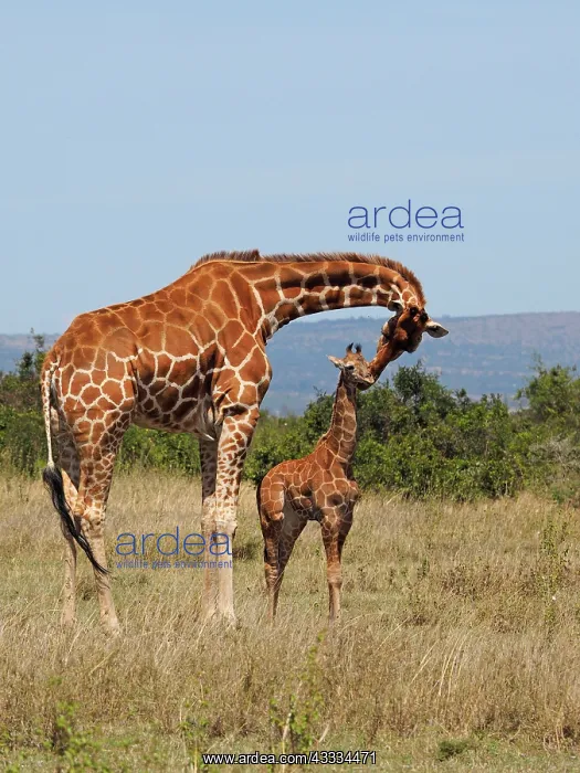 : 80199908 Reticulated Giraffe - mother caressing : 80199908 Reticulated Giraffe - mother caressing