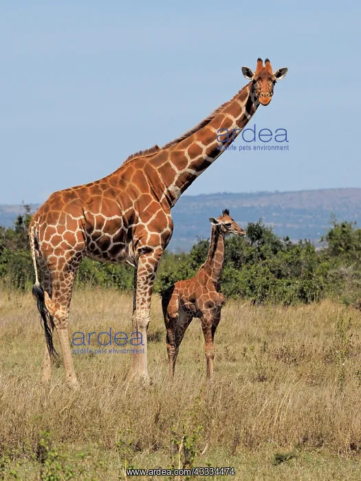 : 80199909 Reticulated Giraffe - mother and young : 80199909 Reticulated Giraffe - mother and young