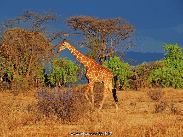 : 80199910 Reticulated Giraffe - bull Samburu Game : 80199910 Reticulated Giraffe - bull Samburu Game