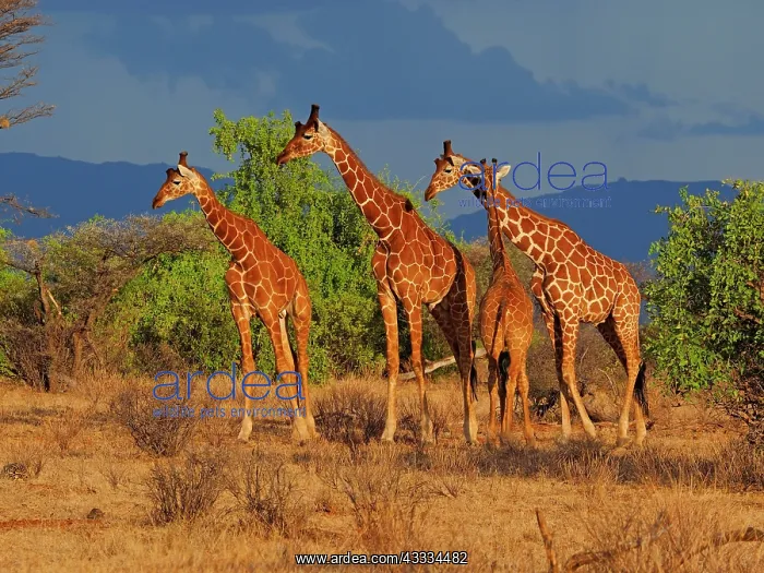 : 80199911 Reticulated Giraffe - group Samburu Game : 80199911 Reticulated Giraffe - group Samburu Game