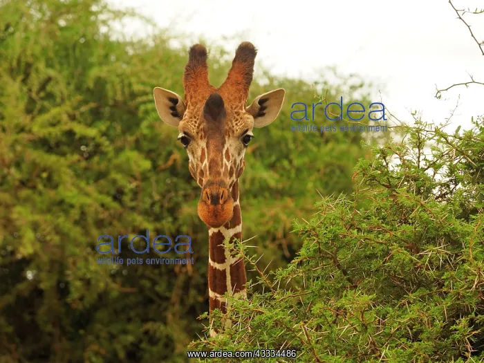  : 80199912 Reticulated Giraffe - close up Samburu