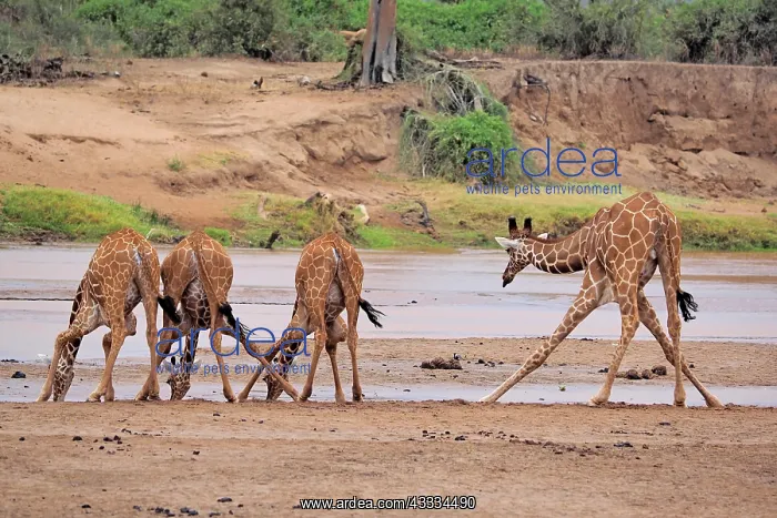 : 80199913 Reticulated Giraffe - group drinking at : 80199913 Reticulated Giraffe - group drinking at