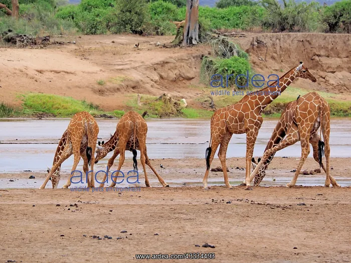 : 80199914 Reticulated Giraffe - group drinking at : 80199914 Reticulated Giraffe - group drinking at
