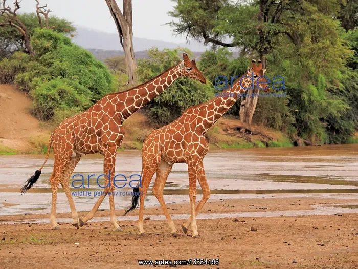 : 80199915 Reticulated Giraffe - two bulls walking : 80199915 Reticulated Giraffe - two bulls walking