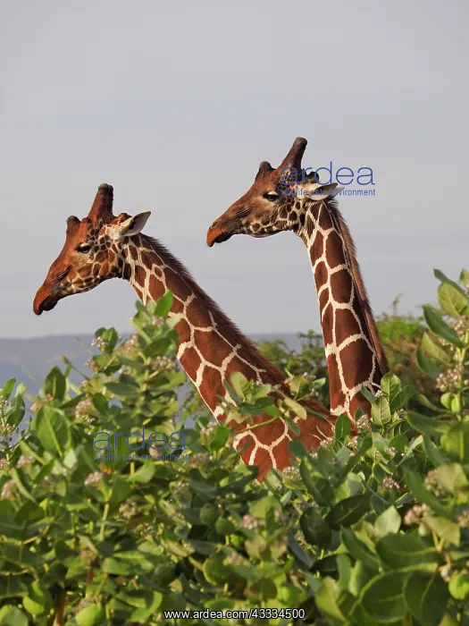 : 80199916 Reticulated Giraffe - two bulls close up : 80199916 Reticulated Giraffe - two bulls close up