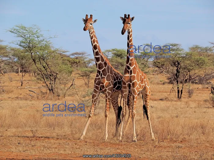 : 80199917 Reticulated Giraffe - two bulls Samburu : 80199917 Reticulated Giraffe - two bulls Samburu