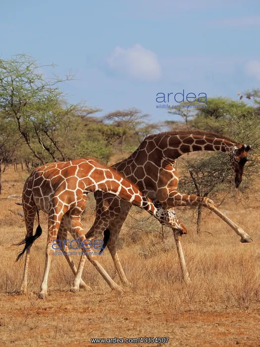 : 80199918 Reticulated Giraffe - two bulls fighting : 80199918 Reticulated Giraffe - two bulls fighting