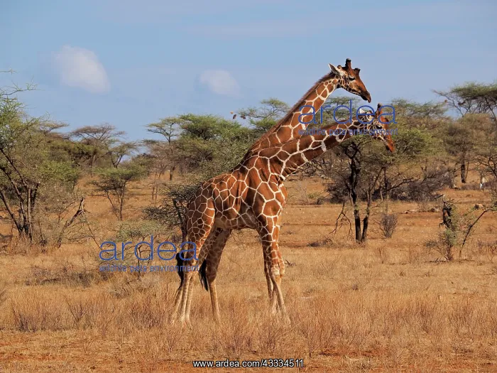 : 80199919 Reticulated Giraffe - two bulls Samburu : 80199919 Reticulated Giraffe - two bulls Samburu