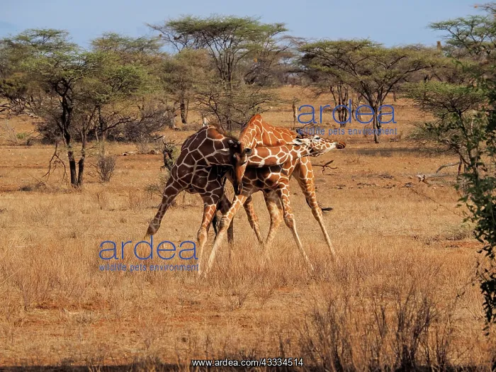 : 80199920 Reticulated Giraffe - two bulls fighting : 80199920 Reticulated Giraffe - two bulls fighting