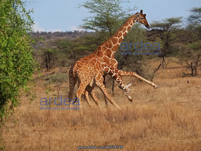 : 80199921 Reticulated Giraffe - two bulls fighting : 80199921 Reticulated Giraffe - two bulls fighting