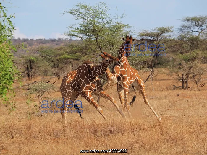 : 80199922 Reticulated Giraffe - two bulls fighting : 80199922 Reticulated Giraffe - two bulls fighting