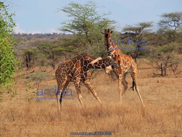 : 80199923 Reticulated Giraffe - two bulls fighting : 80199923 Reticulated Giraffe - two bulls fighting