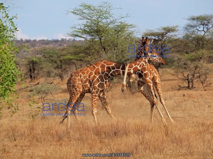 : 80199924 Reticulated Giraffe - two bulls fighting : 80199924 Reticulated Giraffe - two bulls fighting