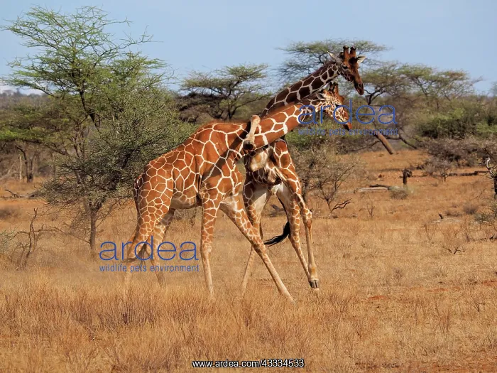 : 80199925 Reticulated Giraffe - two bulls fighting : 80199925 Reticulated Giraffe - two bulls fighting