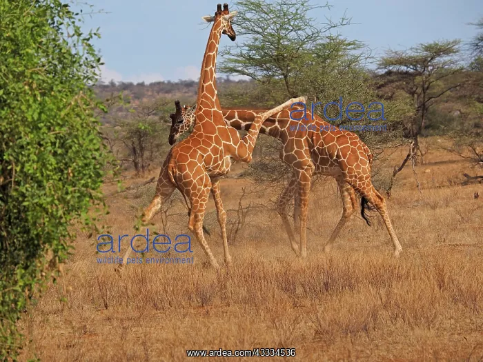 : 80199926 Reticulated Giraffe - two bulls fighting : 80199926 Reticulated Giraffe - two bulls fighting