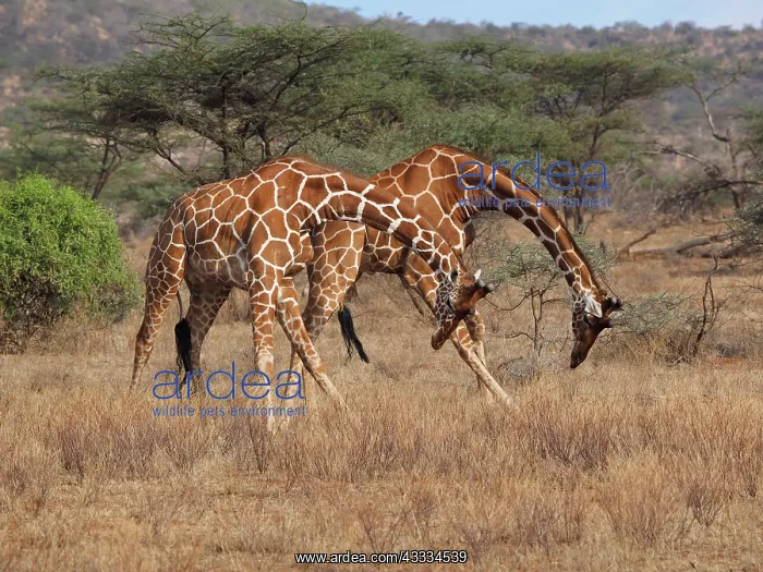 : 80199927 Reticulated Giraffe - two bulls fighting : 80199927 Reticulated Giraffe - two bulls fighting