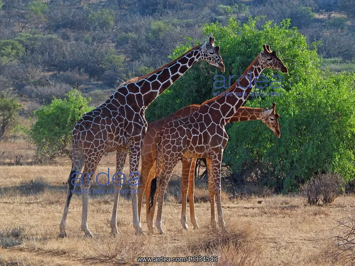 : 80199928 Reticulated Giraffe - group Samburu Game : 80199928 Reticulated Giraffe - group Samburu Game