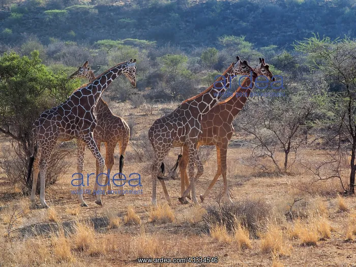 : 80199929 Reticulated Giraffe - group Samburu Game : 80199929 Reticulated Giraffe - group Samburu Game