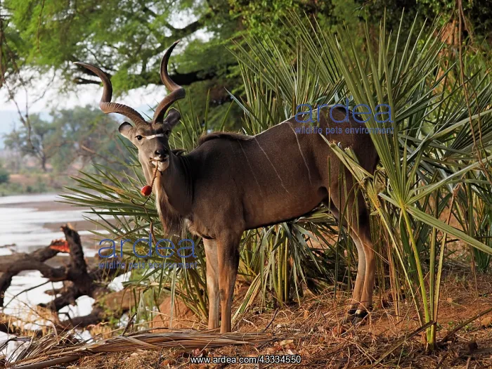 : 80199930 Greater Kudu - buck eating fruit Samburu : 80199930 Greater Kudu - buck eating fruit Samburu