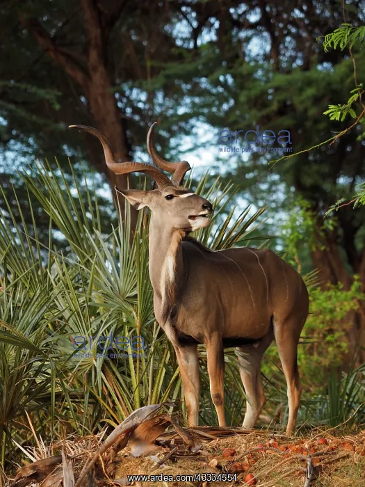 : 80199931 Greater Kudu - buck in forest Samburu Game : 80199931 Greater Kudu - buck in forest Samburu Game