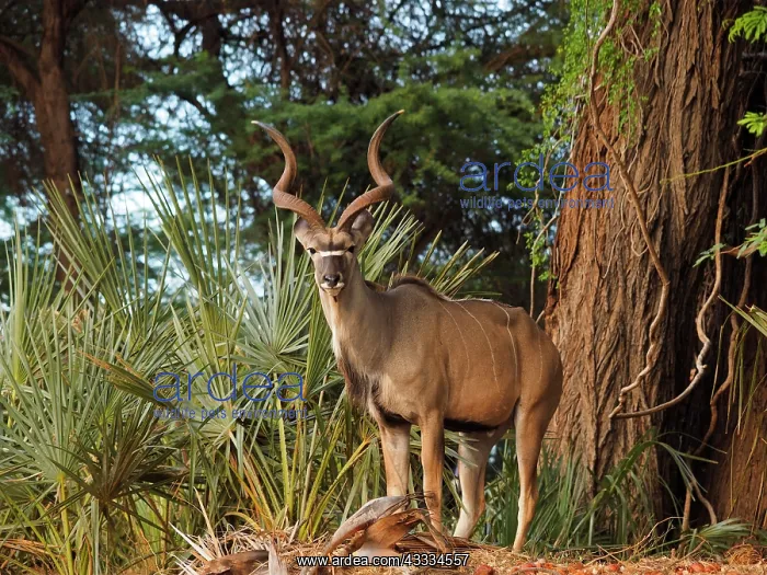 : 80199932 Greater Kudu - buck in forest Samburu Game : 80199932 Greater Kudu - buck in forest Samburu Game