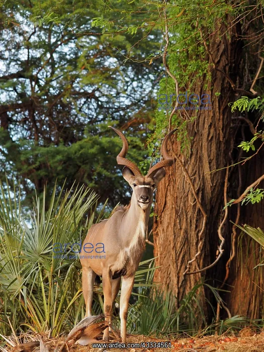 : 80199933 Greater Kudu - buck in forest Samburu Game : 80199933 Greater Kudu - buck in forest Samburu Game