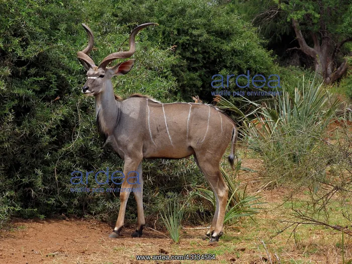 : 80199934 Greater Kudu - buck in forest Samburu Game : 80199934 Greater Kudu - buck in forest Samburu Game
