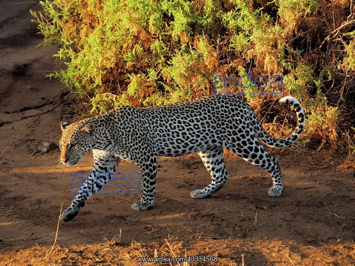 : 80199935 Leopard - walking Samburu Game Reserve : 80199935 Leopard - walking Samburu Game Reserve
