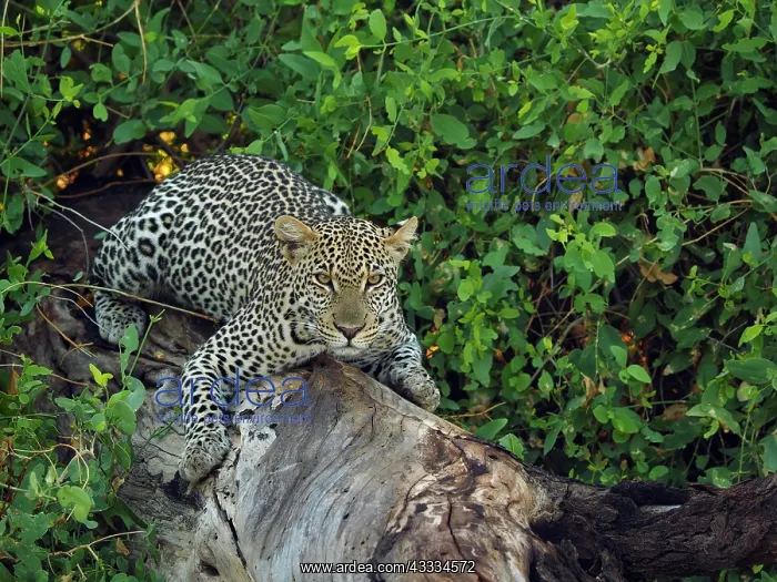 : 80199936 Leopard - lying on dead tree Samburu Game : 80199936 Leopard - lying on dead tree Samburu Game