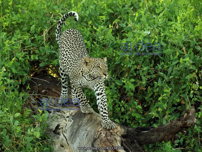 : 80199937 Leopard - stretching on dead tree Samburu : 80199937 Leopard - stretching on dead tree Samburu