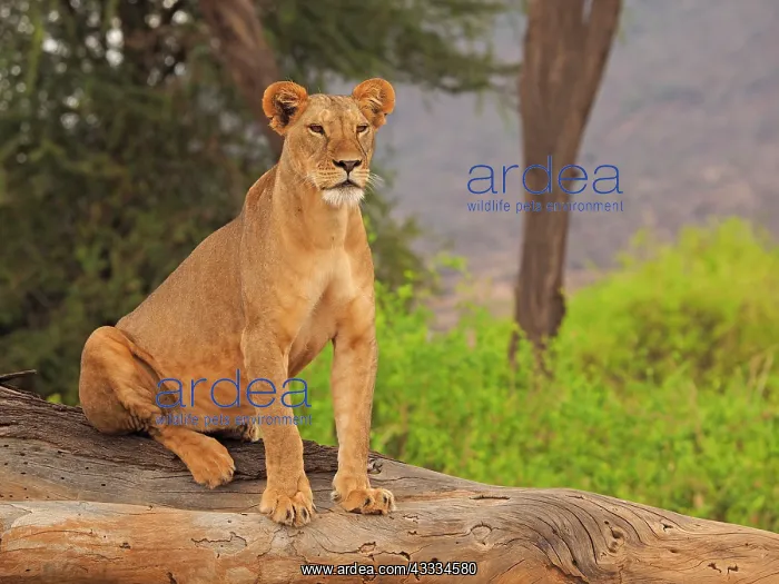 : 80199938 African Lion - lioness sitting on dead : 80199938 African Lion - lioness sitting on dead