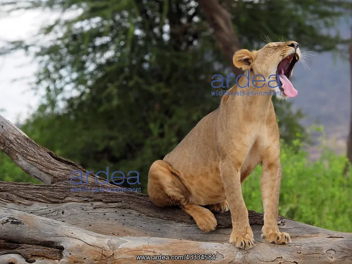 : 80199939 African Lion - lioness sitting on dead : 80199939 African Lion - lioness sitting on dead