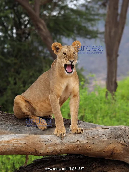 : 80199940 African Lion - lioness sitting on dead : 80199940 African Lion - lioness sitting on dead