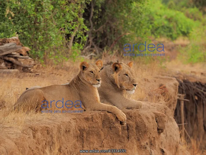 : 80199941 African Lion - male lion and lioness lying : 80199941 African Lion - male lion and lioness lying