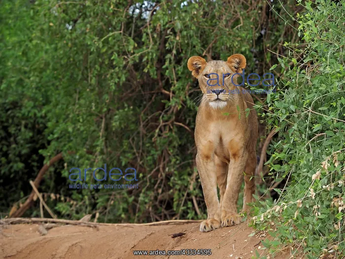: 80199942 African Lion - lioness Samburu Game Reserve : 80199942 African Lion - lioness Samburu Game Reserve