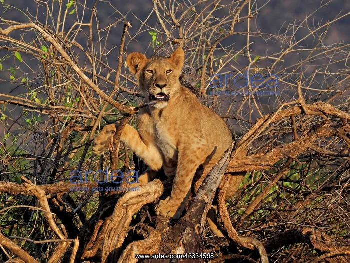 : 80199943 African Lion - lioness sitting in bush : 80199943 African Lion - lioness sitting in bush