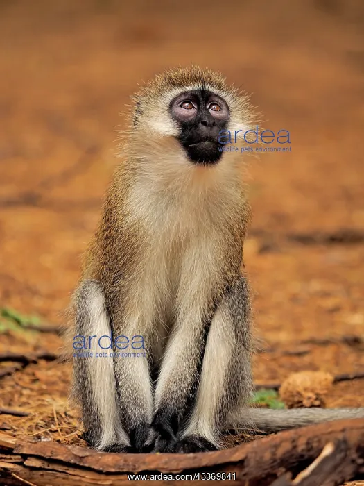 : 80199944 Black-Faced Vervet - sitting Samburu Game : 80199944 Black-Faced Vervet - sitting Samburu Game