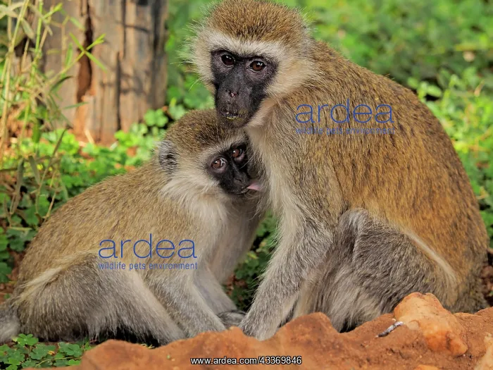 : 80199945 Black-Faced Vervet - female nursing young : 80199945 Black-Faced Vervet - female nursing young
