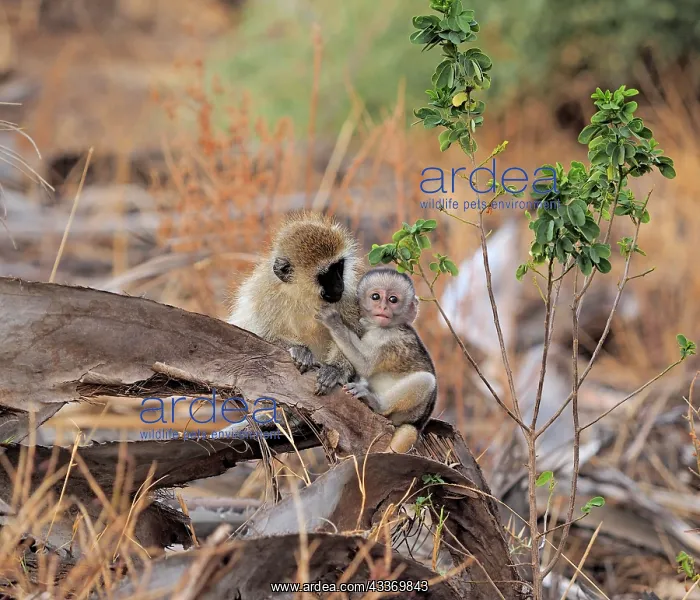 : 80199946 Black-Faced Vervet - adult and very young : 80199946 Black-Faced Vervet - adult and very young